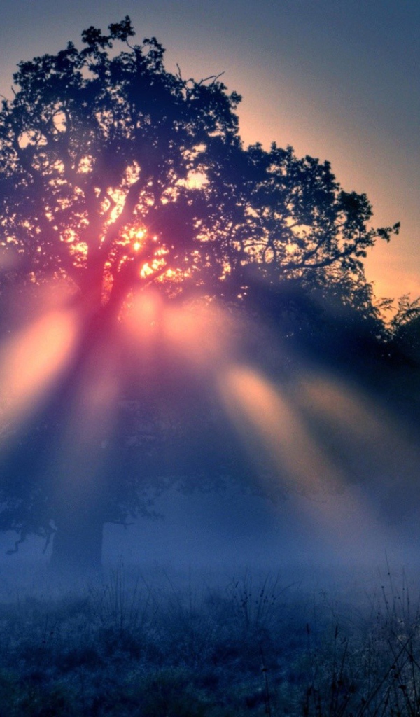Красные лучи солнца в тумане