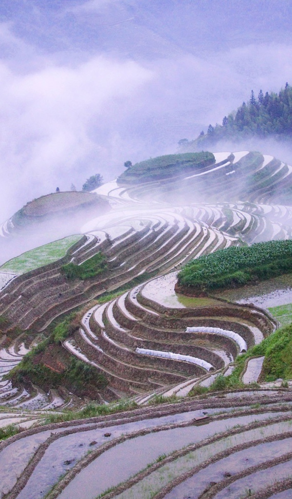 Рисовые поля террасы