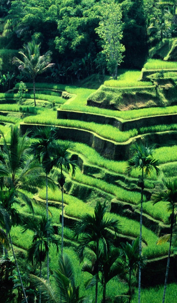 Рисовые поля на террасах