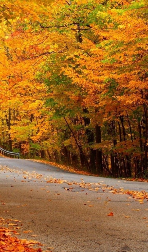 Автомобильная дорога в осеннем лесу