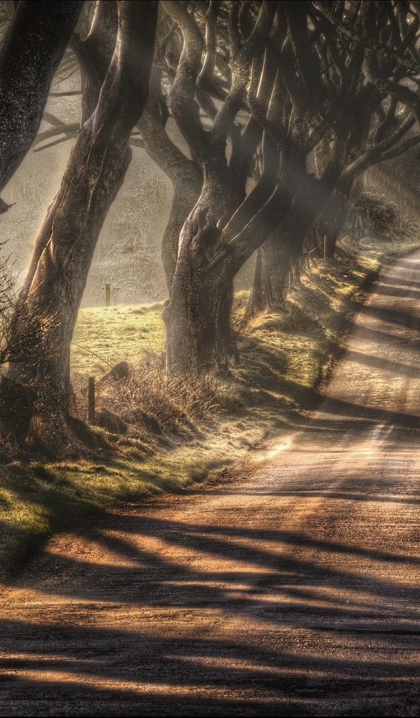 Дорога в окружении старых деревьев