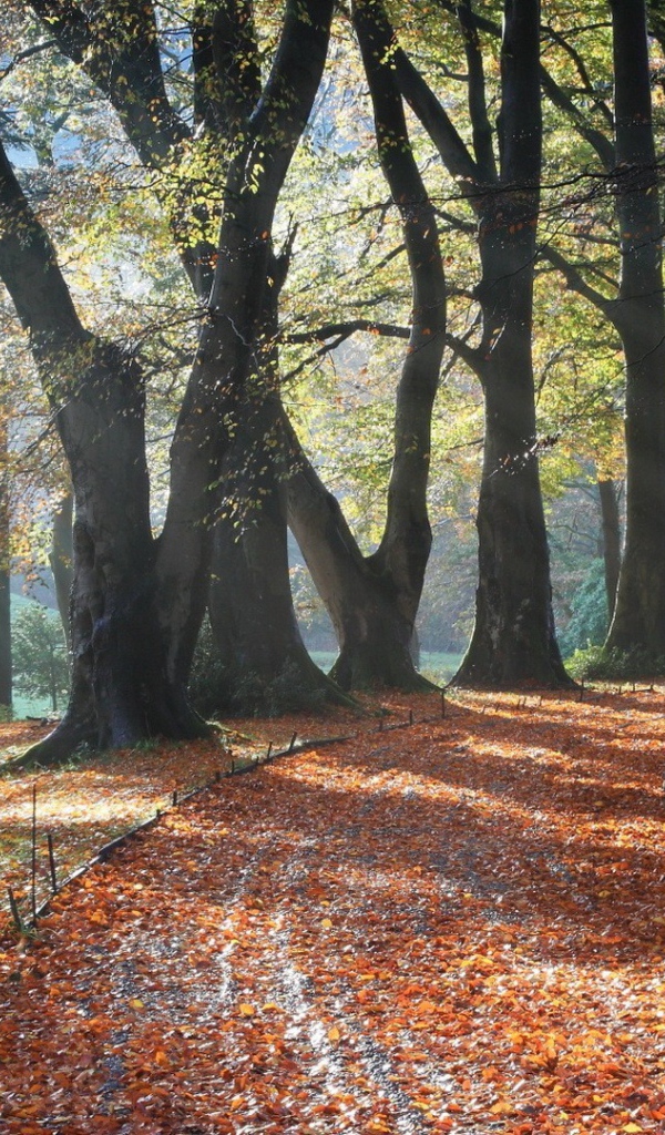 Поворот аллейки, усыпанной листьями