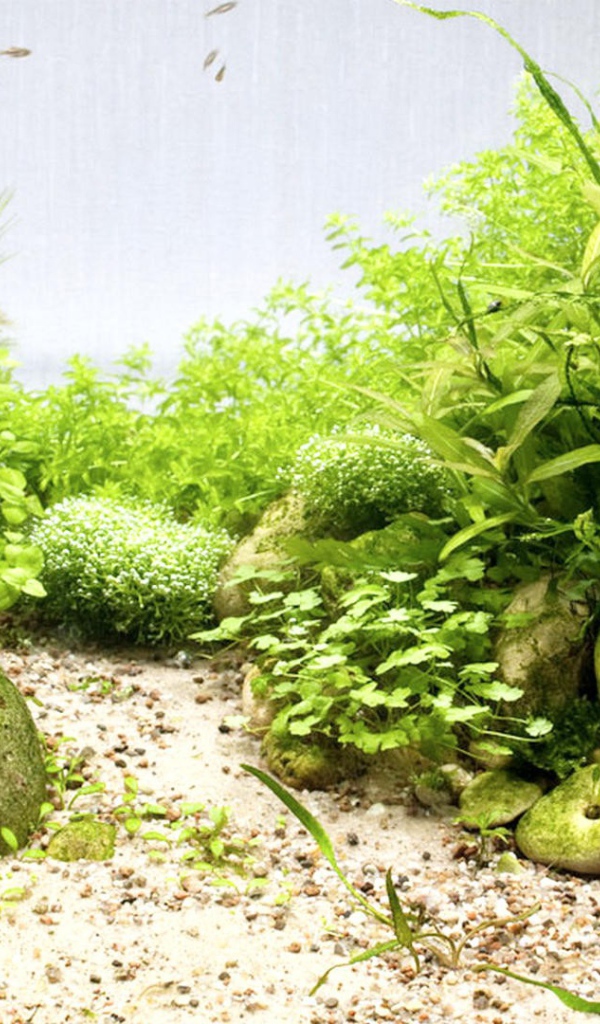 Гладкие камни среди водорослей