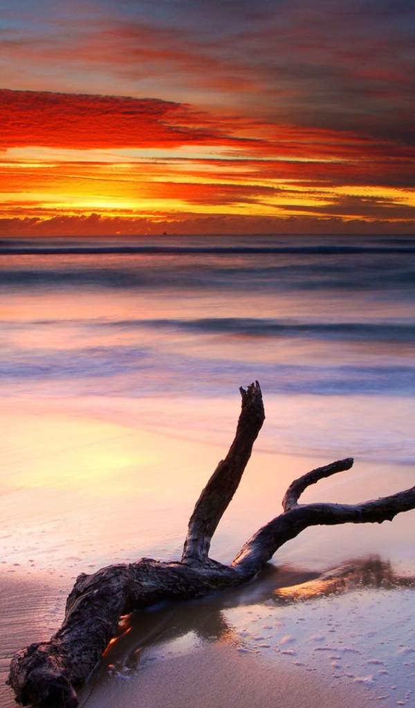 Коряга на белом песке пляжа на закате