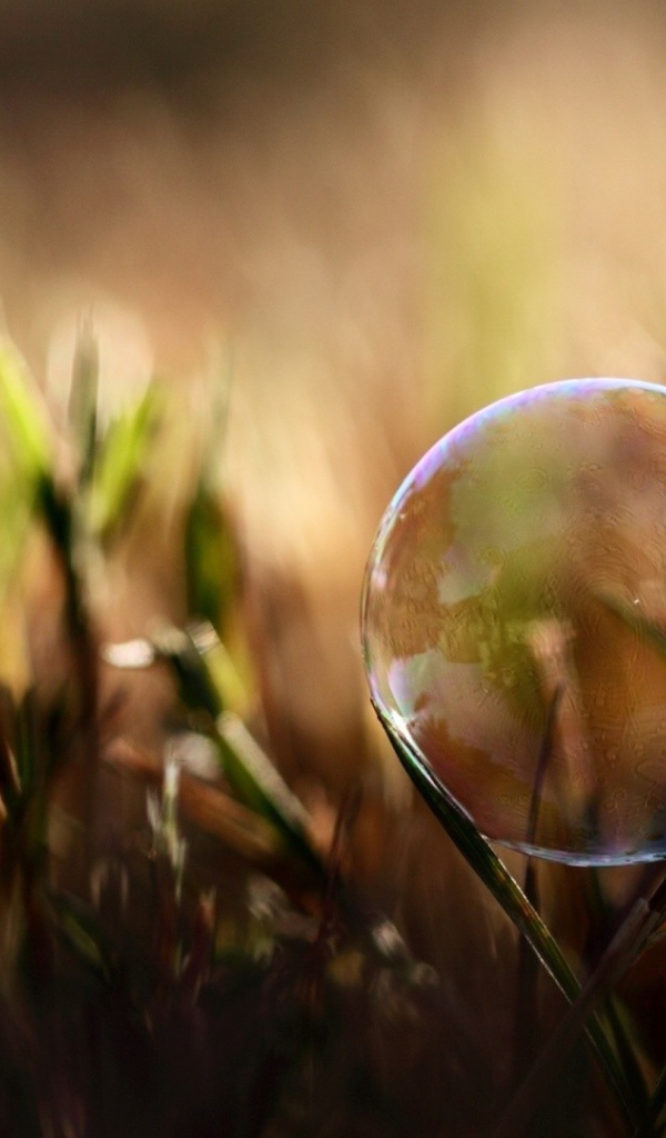 Мыльный пузырь на травинке