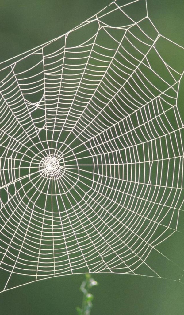 Паутина между двух зеленых стеблей