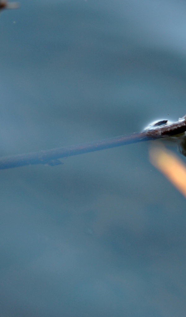 Веточка дерева в воде