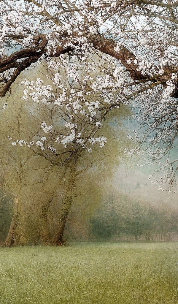 Палки у ствола цветущего дерева