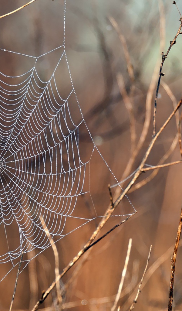 Нити паутины среди сухих веток