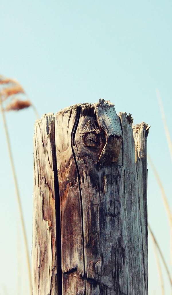 Пенек на фоне неба