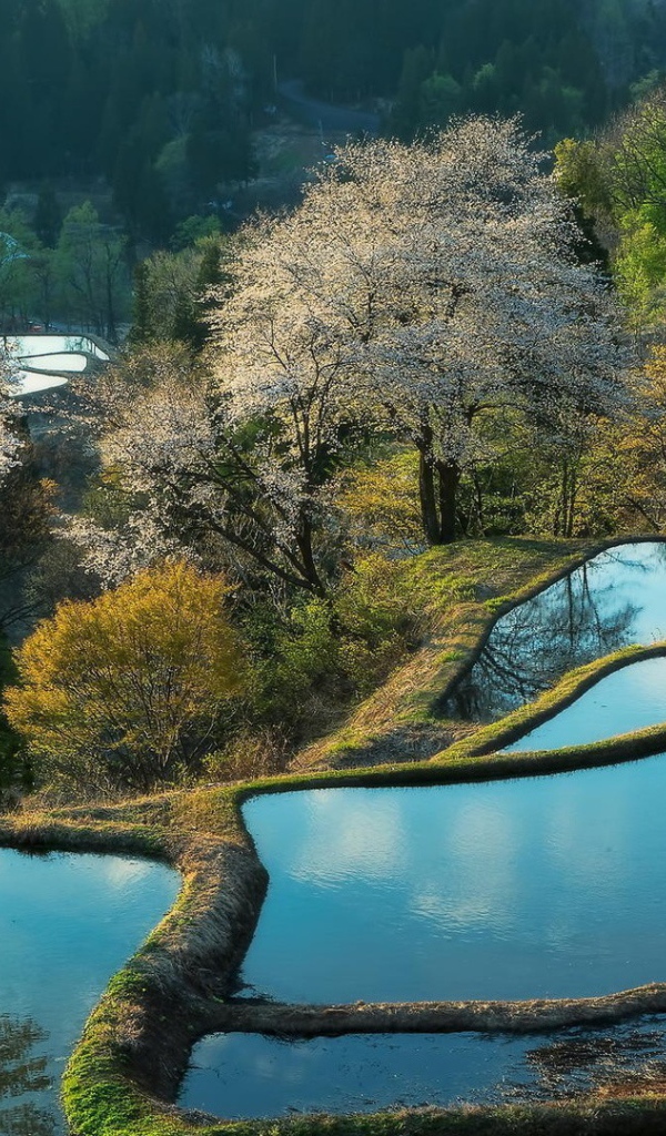 Террасы покрытые водой и цветущие деревья