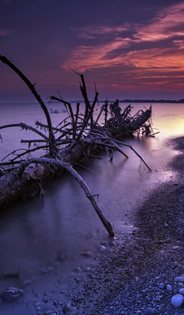 Ствол дерева прибило к берегу