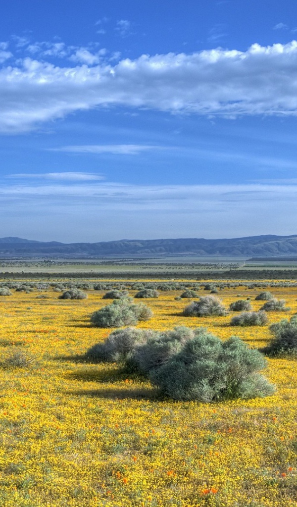 Растительность на равнине в предгорье