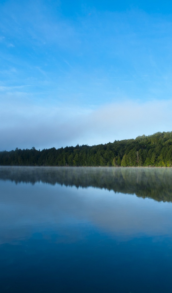 Густой зеленый лес подходит к самой кромке воды