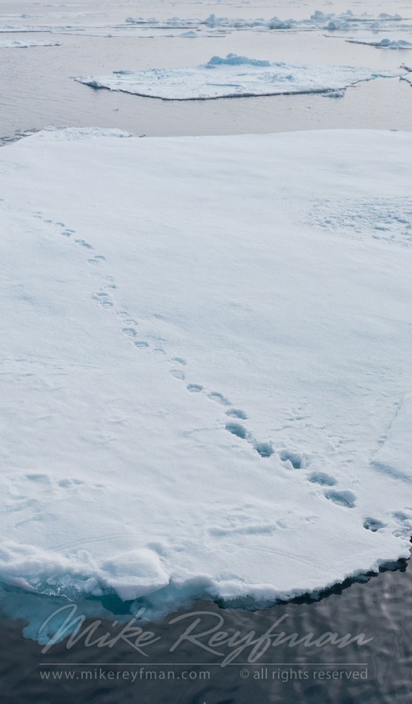 Следы зверей на отколовшихся льдинах