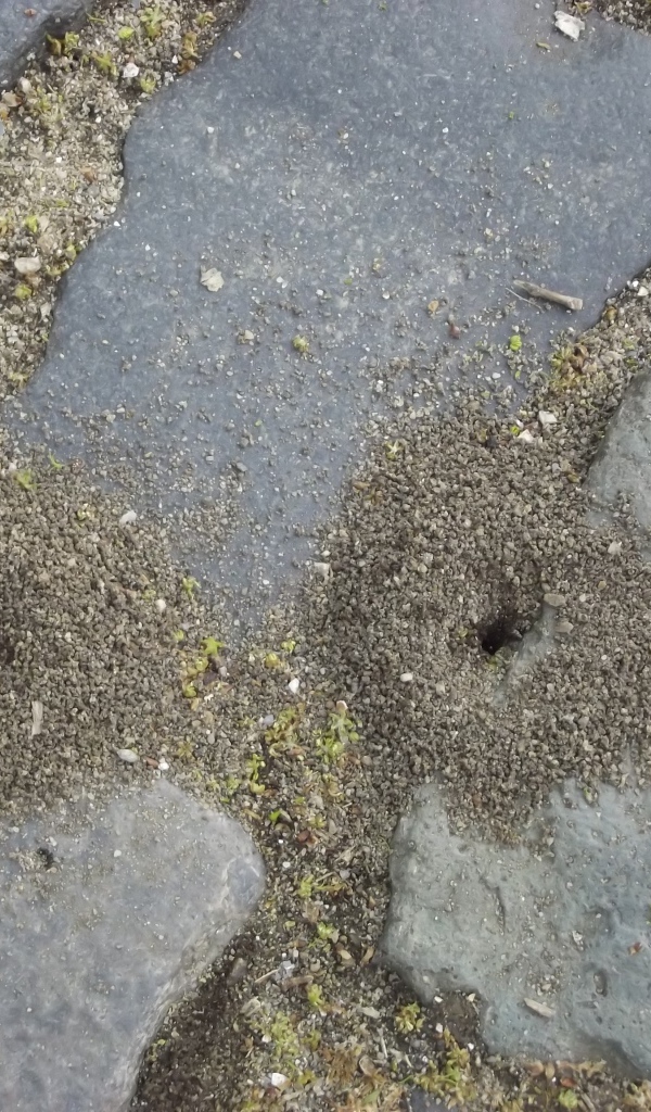 Следы земляных червей среди брусчатки