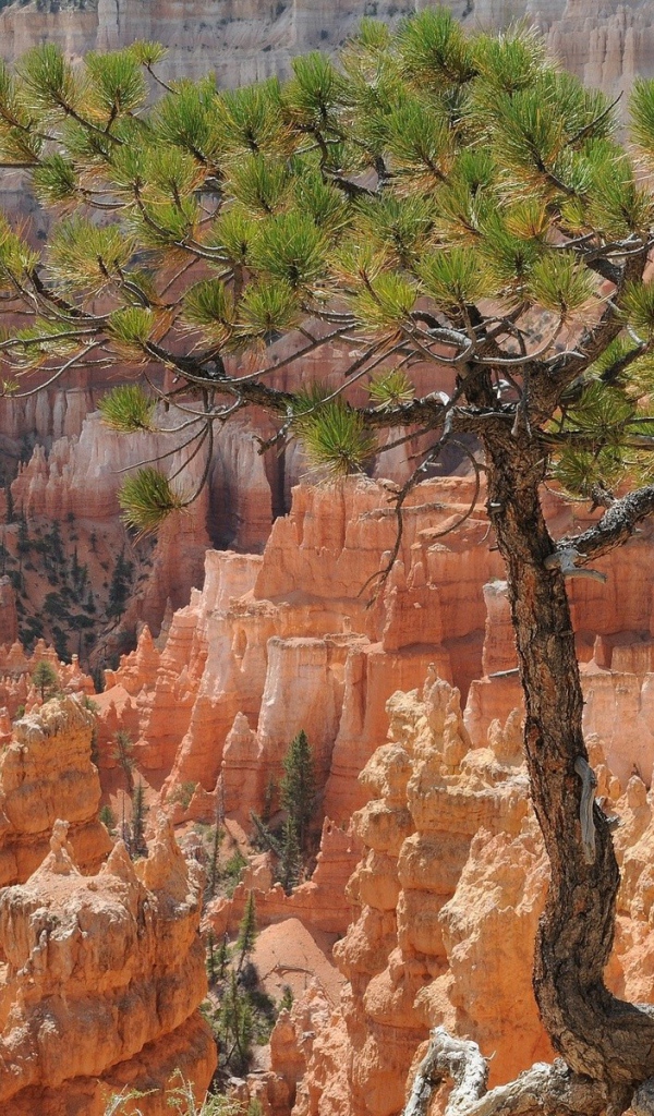 Дерево на фоне каньона Брюса