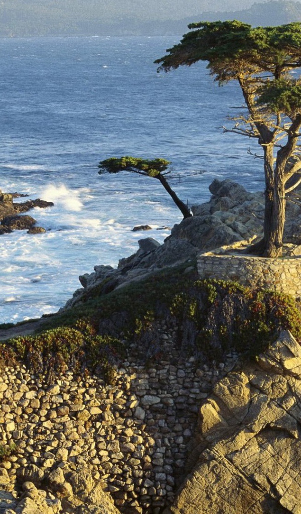 Дерево на каменной скале над морем