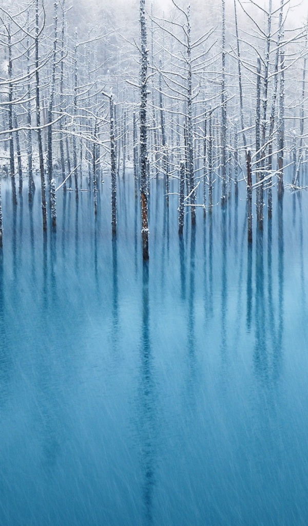 Деревья во время весеннего паводка