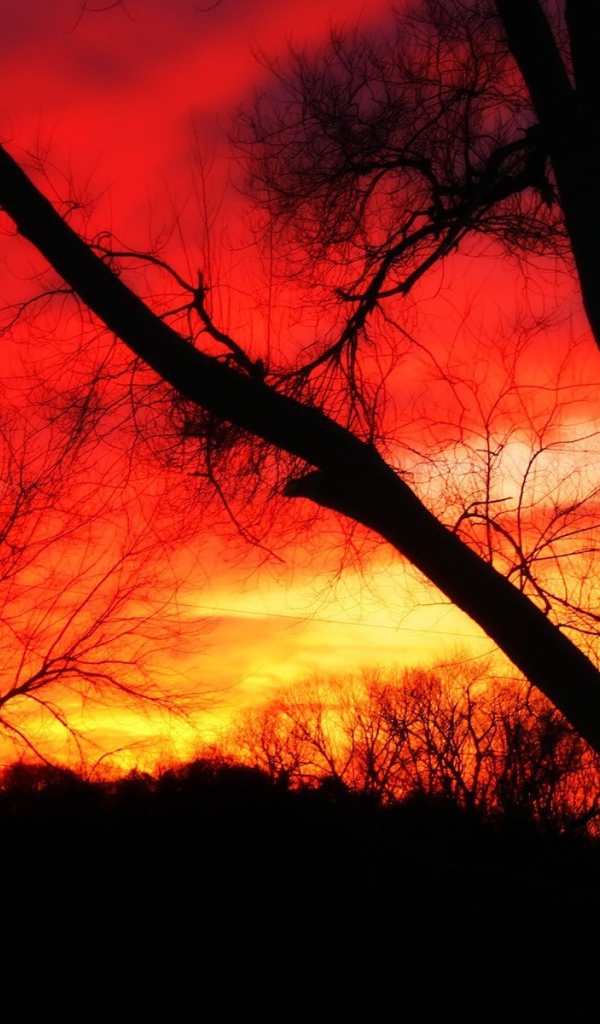 Trees on a background of fire