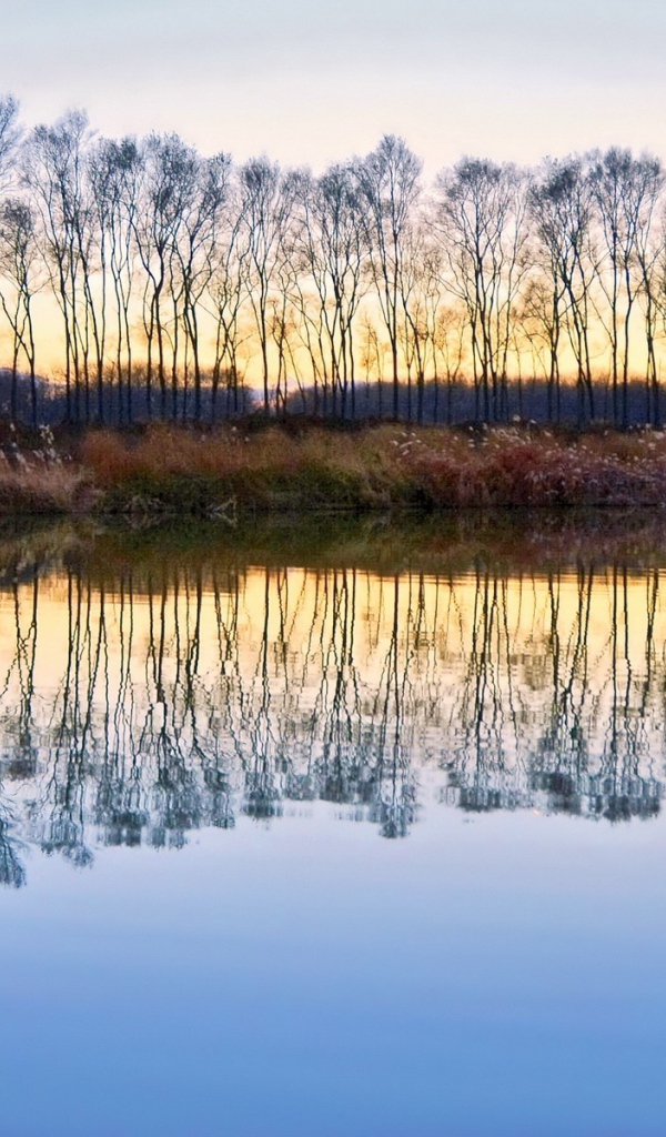 Деревья без листьев отражаются в воде