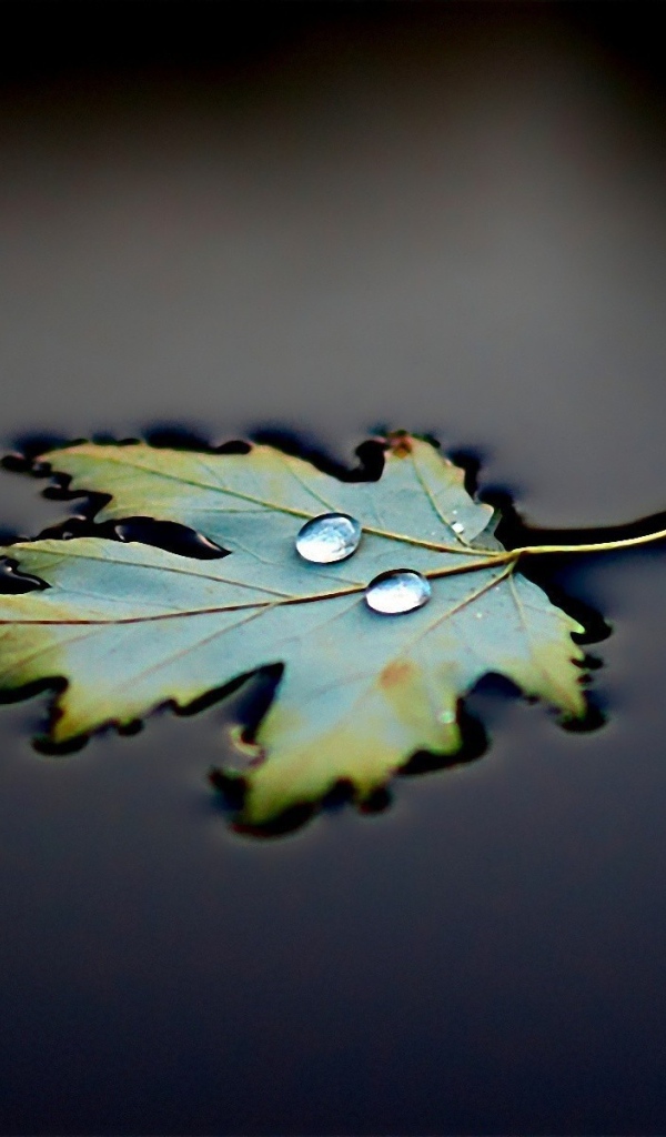 Две капли на плывущем листе