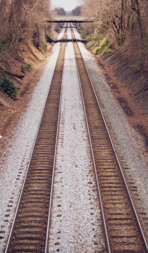 Два пути железной дороги между деревьями