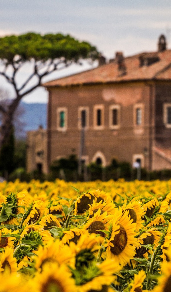 Вилла позади поля подсолнухов