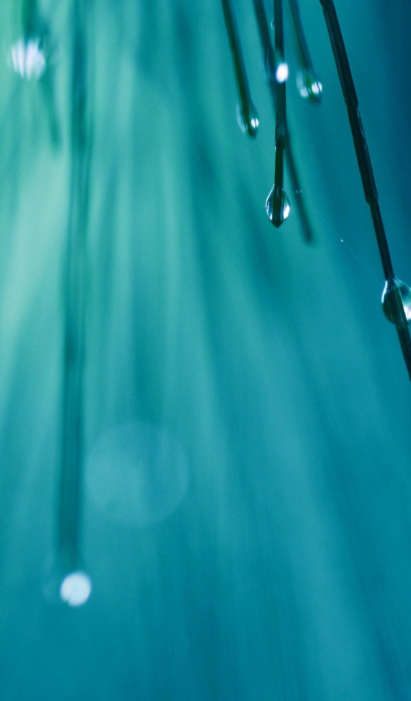 Капли воды на кончиках хвои