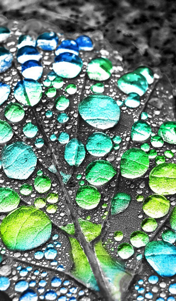 Капли воды показывают цвет листа
