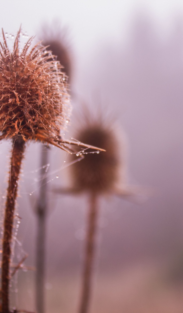 Паутина на сухих бутонах сорняков