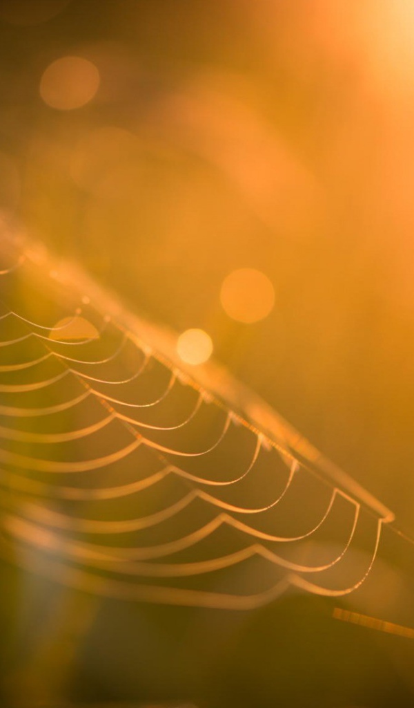 Паутина в лучах закатного солнца