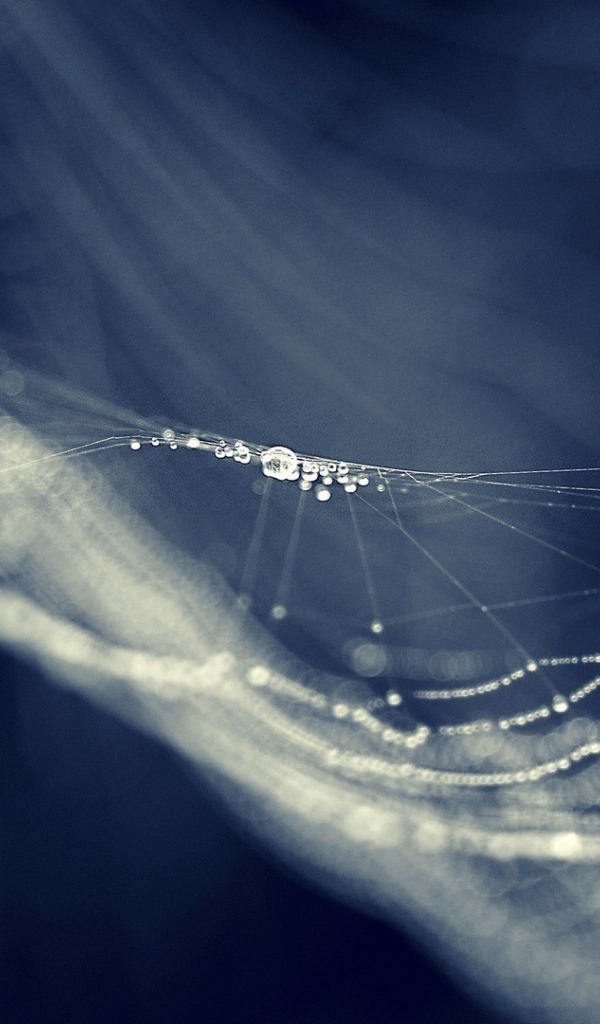 Паутина провисла от влаги