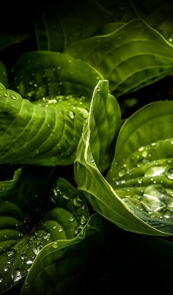 Wet green leaves of plants