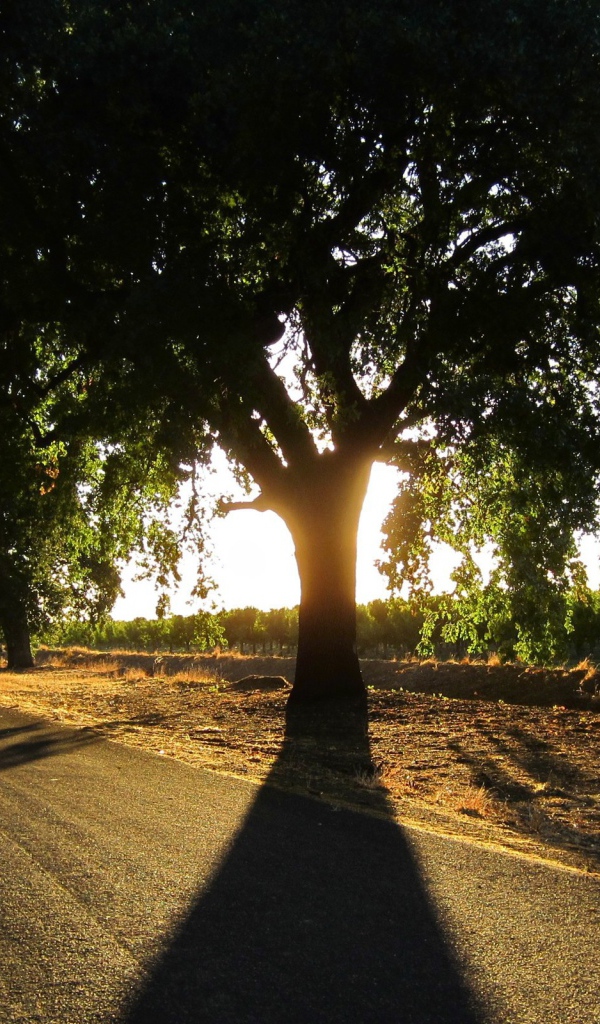 Широкая крона у придорожного дерева