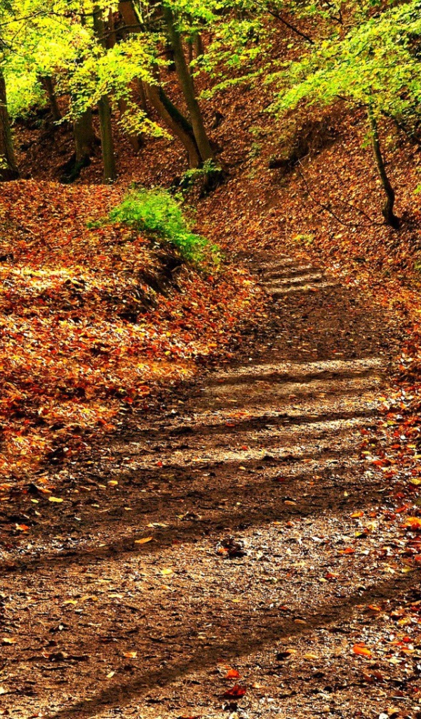 Деревянная скамья на усыпанной листьями аллее