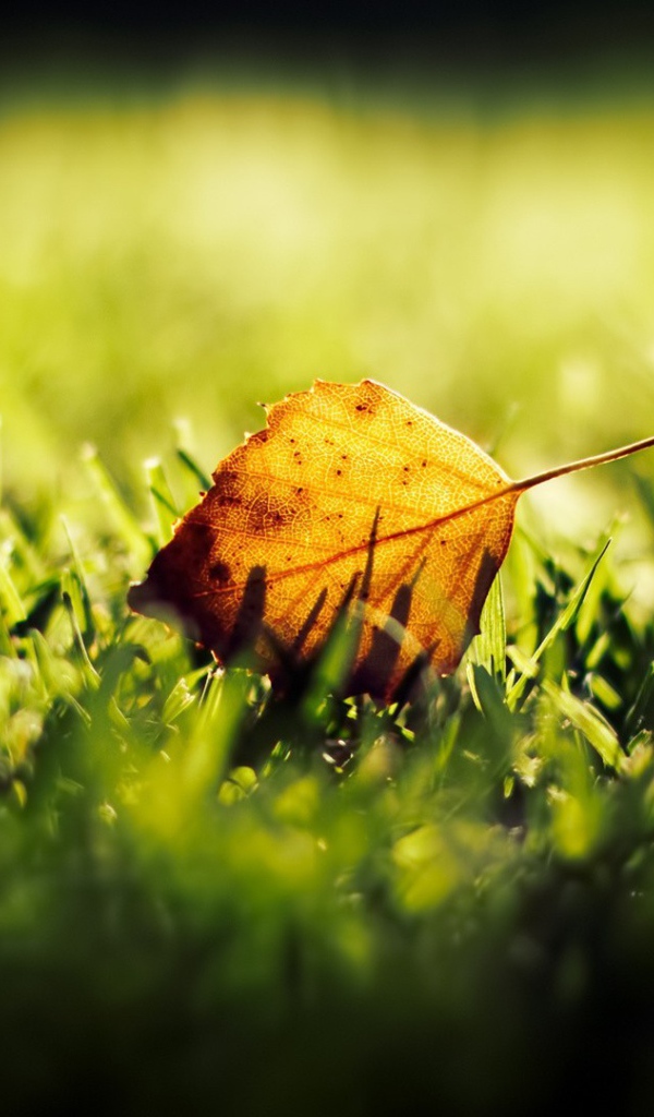 Желтый лист на зеленой траве