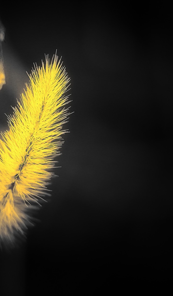 Желтый мохнатый колосок на черном фоне