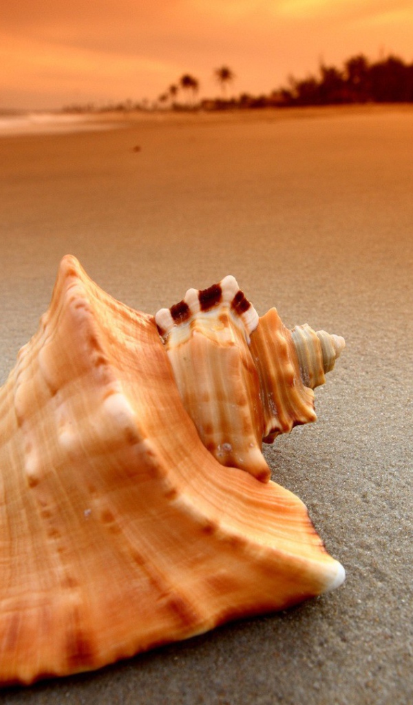 Пустая ракушка на песке пляжа
