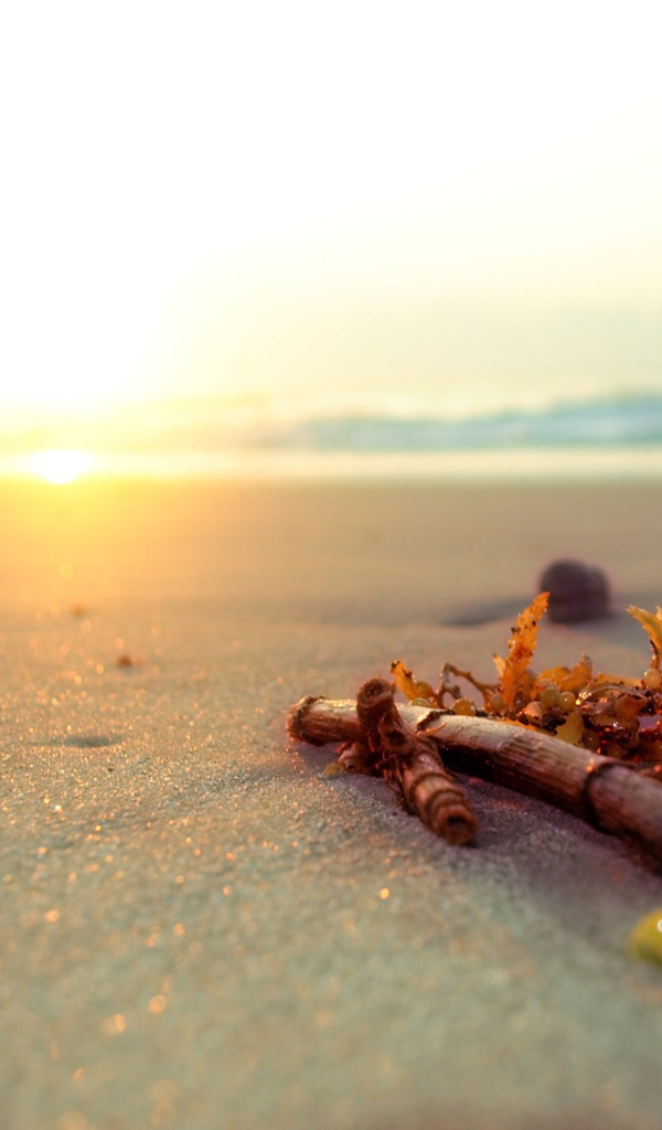 Ветку бамбука выбросило на пляж