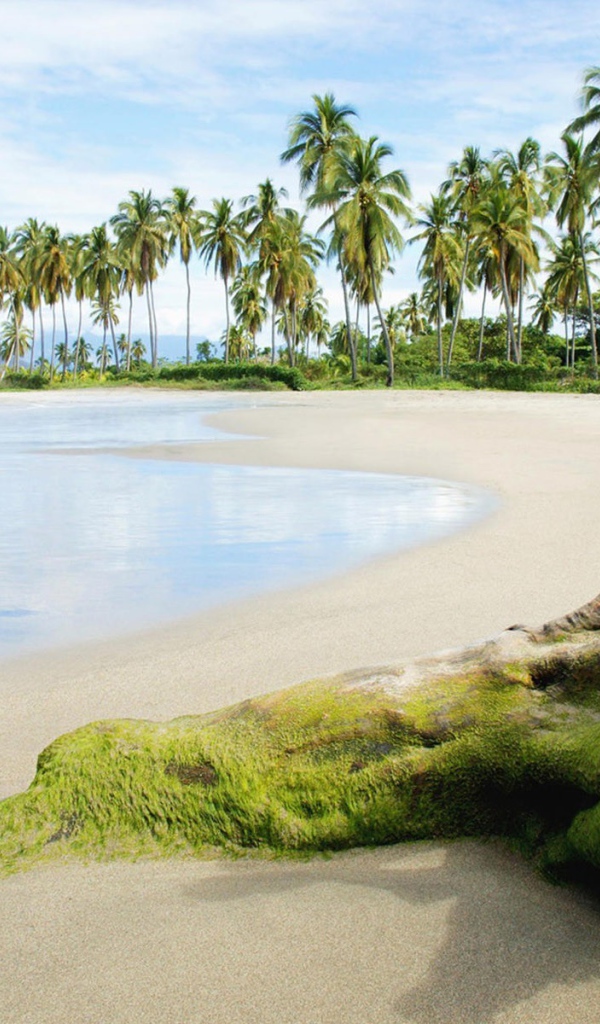 Покрытая тиной коряга на пляже