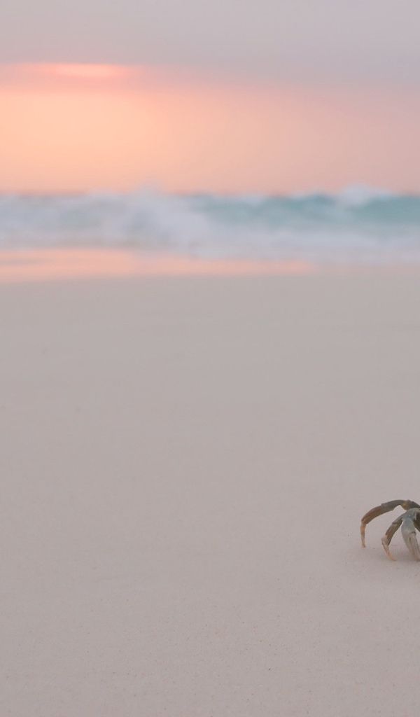 Краб на белом пляже