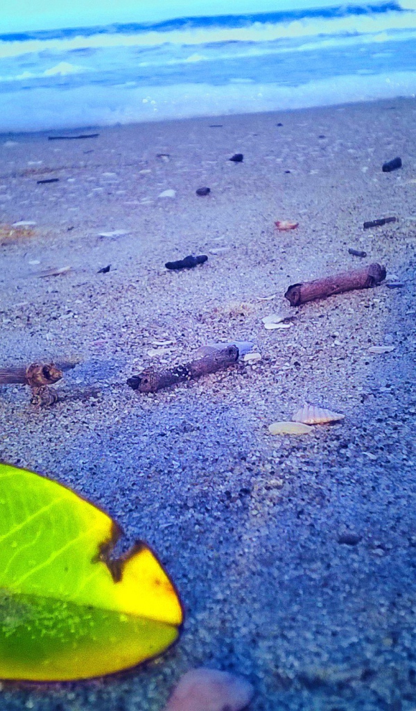 Лист растения на песке пляжа