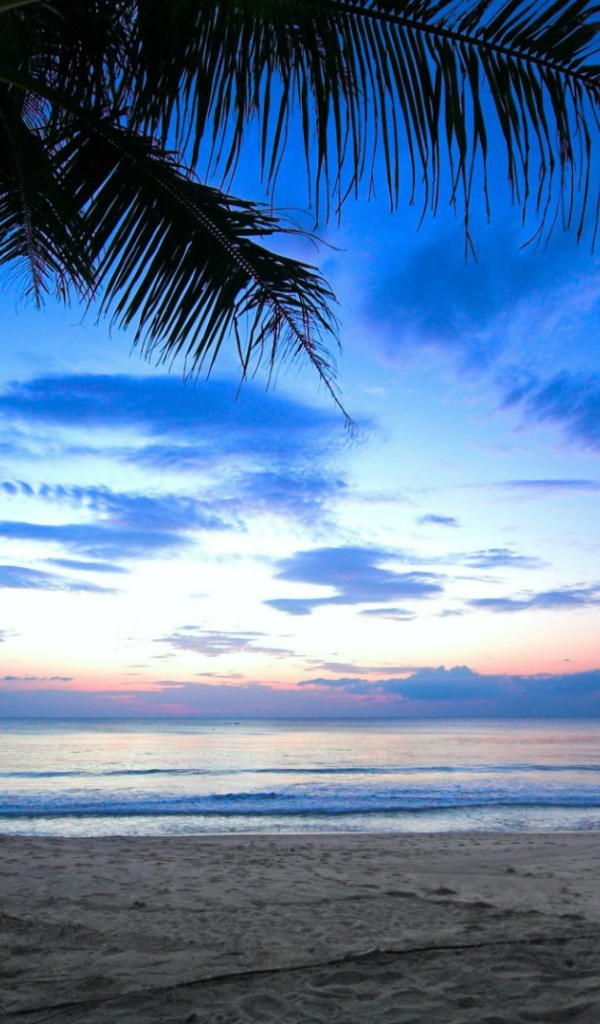Пальма на пляже на Карибах