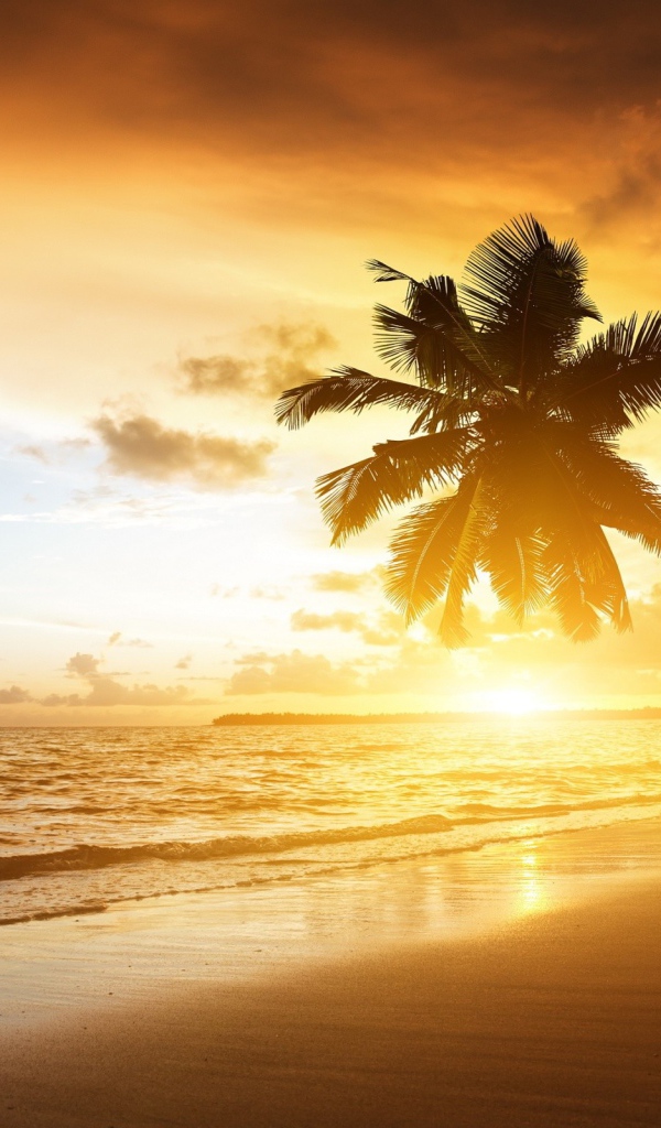 Пальмы на пляже в жаркий вечер