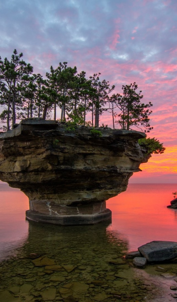 Растения на плоской прибрежной скале