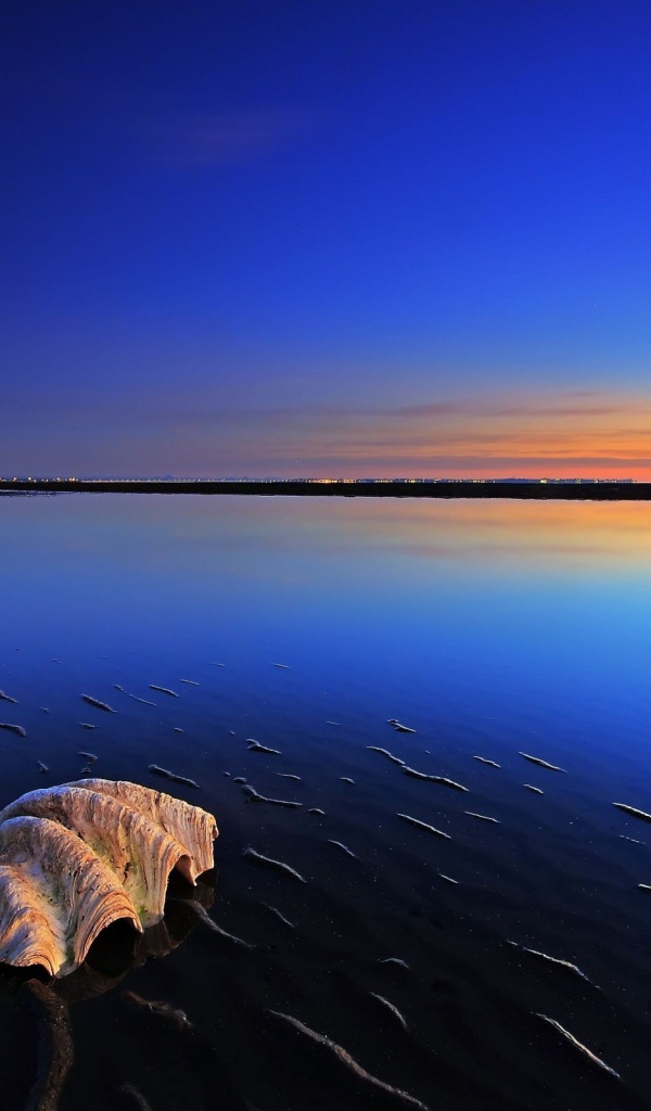 Ракушка на пляже во время прилива
