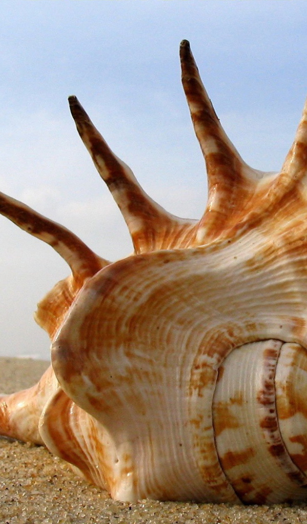 Большая раковина на пляже