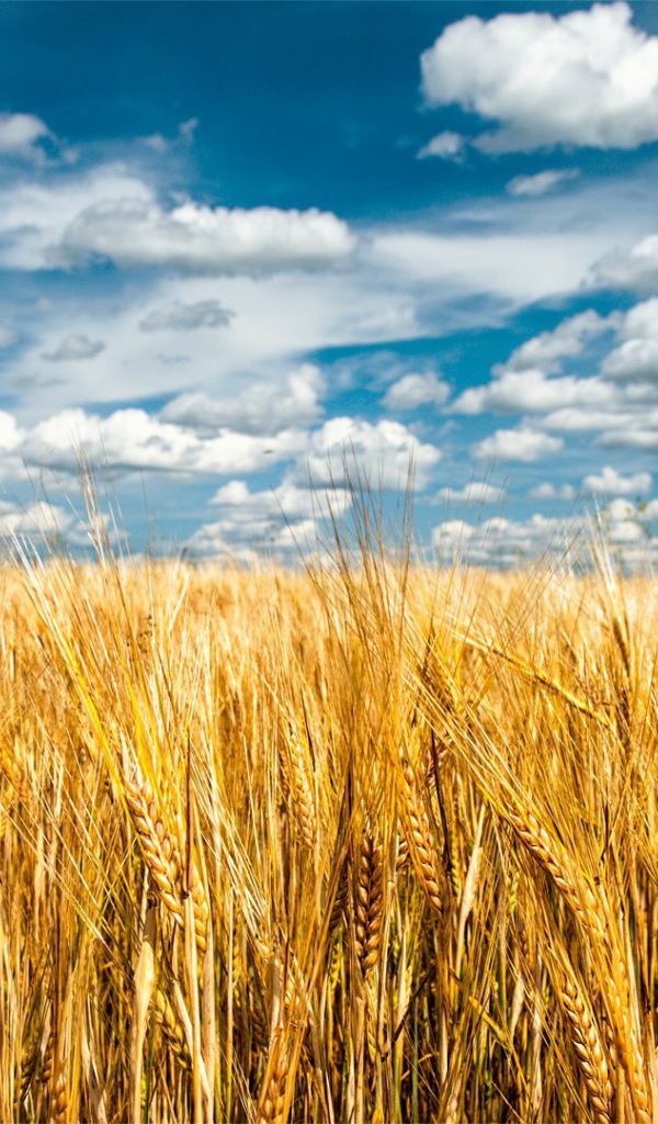 Облака над полем пшеницы