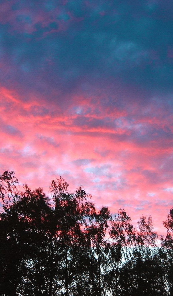 Розовые облака над деревьями